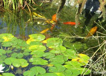 koy et poissons rouges B3KM EcoDesign