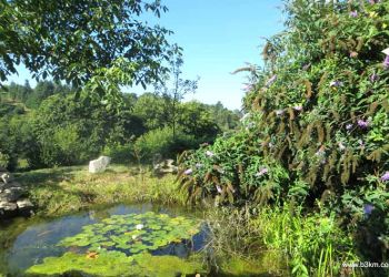 water filtering pond with lava stones and purifying plants by B3KM EcoDesign